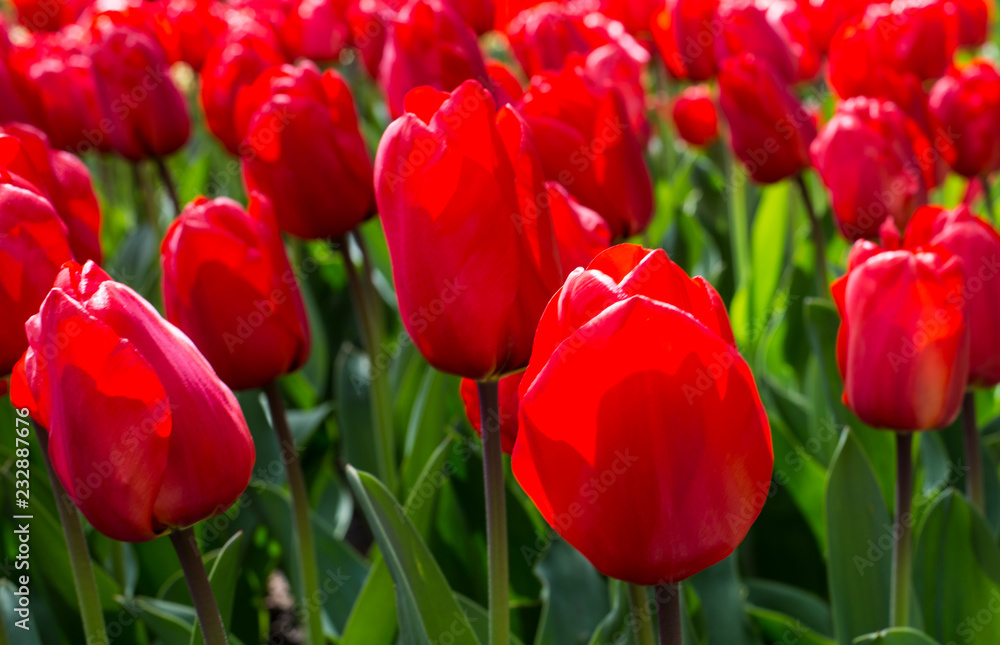 Red Keukenhof Tulips