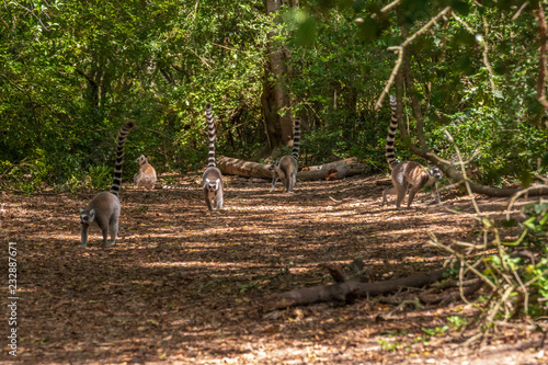 Kattas in the Monkeyland Primate Sanctuary
