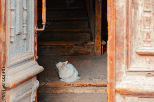 Old open door with cat inside