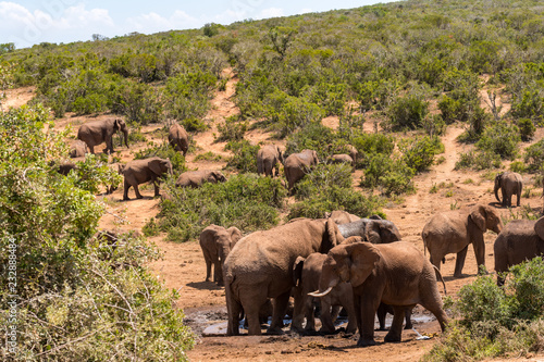 Canvas Print Elephant in the Addo Elephant National Park