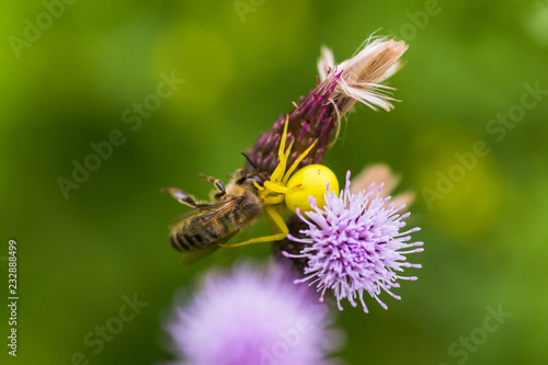 Cirsium arvense  a creeping thistle  like a purple flower truffle. spider grabbed honey bee. Yellow spider eats prey.