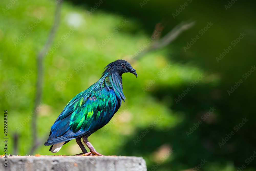 Obraz premium birds