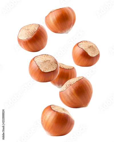 Falling hazelnut isolated on white background, clipping path, full depth of field photo