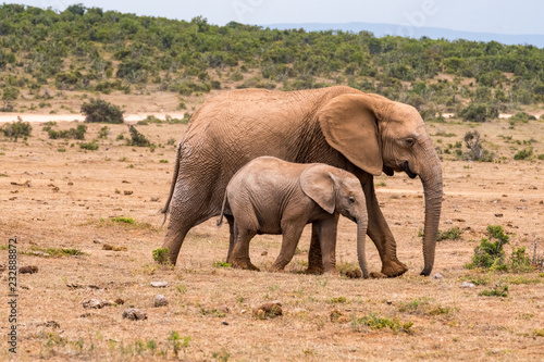 Elephant in the Addo Elephant National Park