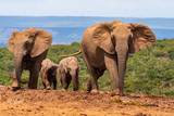 Elephant in the Addo Elephant National Park