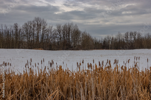 Reeds on the edge of a snowy field.