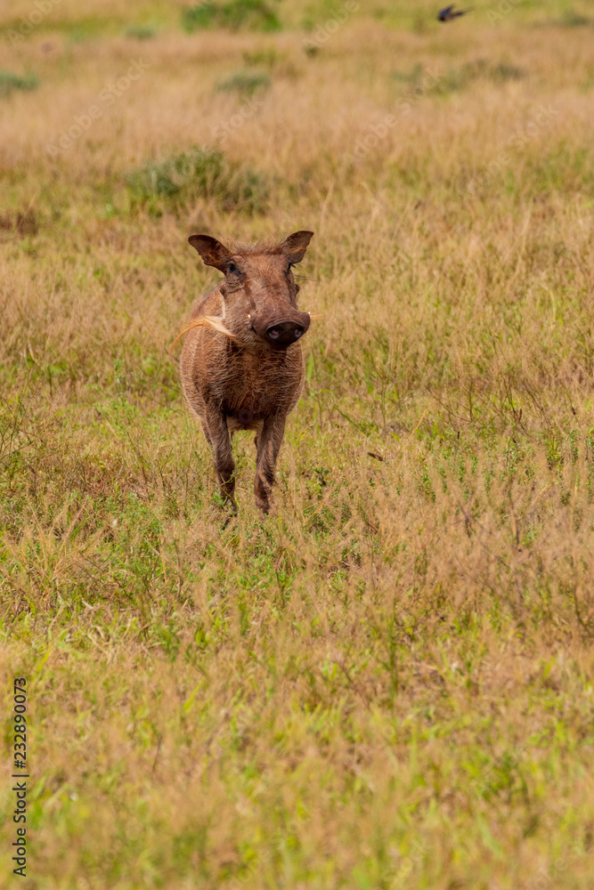 Big warthog Big warthog