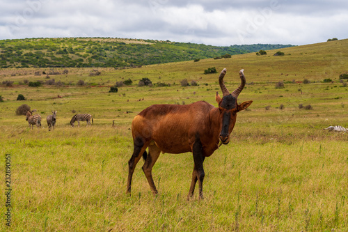 Face to face with red hartebeest