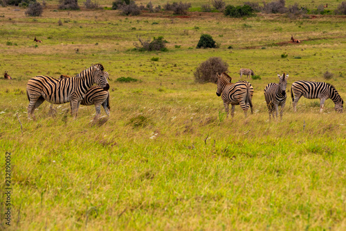 Zebra group