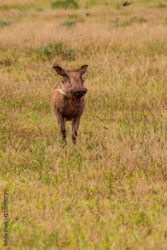 Big warthog © Norbert Baum