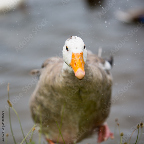 Goose Shaking off water