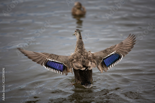 Duck flapping