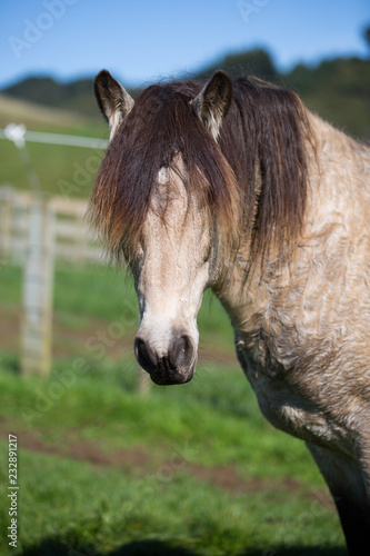Roan Horse