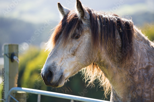 Roan Horse at the Gate