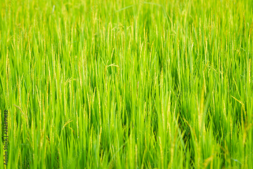 Golden organic Jasmine rice field close up for background.