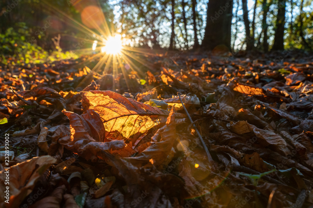 sunlight shining throug leaves in the wood at sunset sunlight shining throug leaves in the wood at sunset