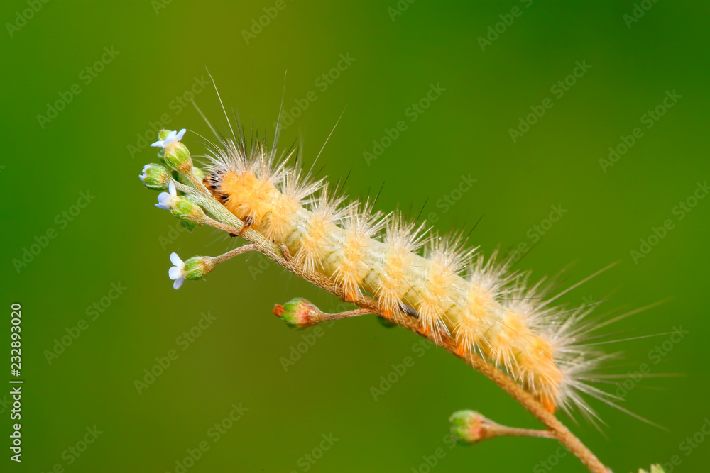 cute caterpillar on green leaf