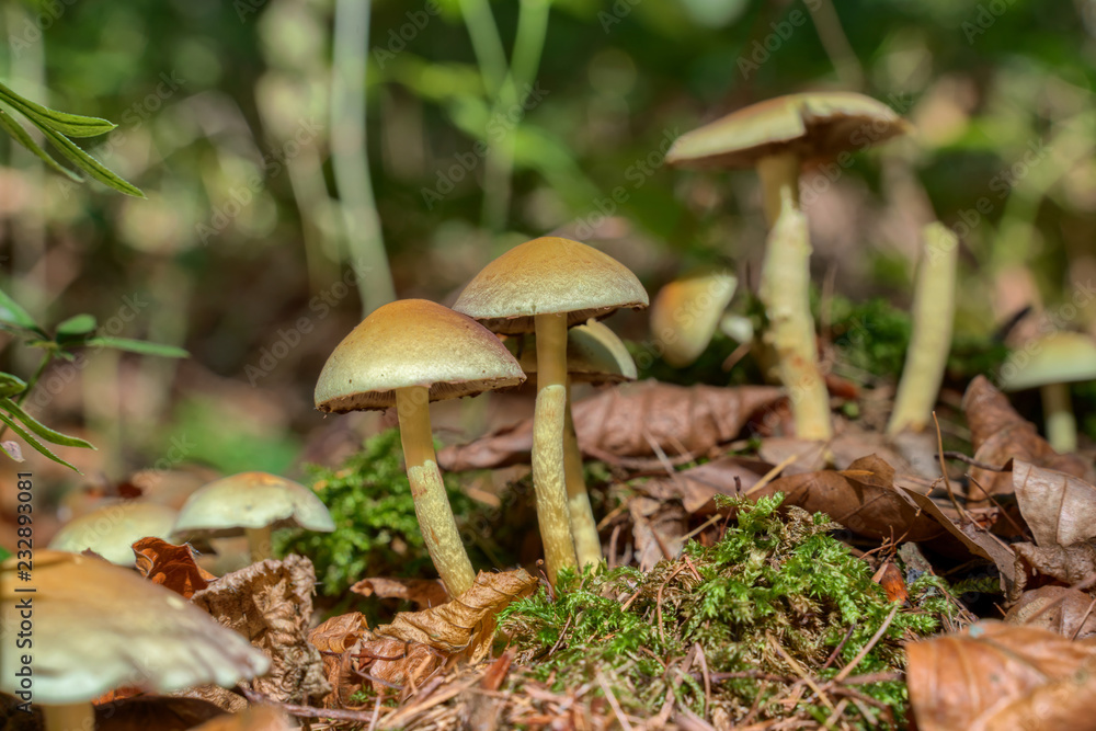 Mushrooms growing on old tree stump in the woods Mushrooms growing on old tree stump in the woods