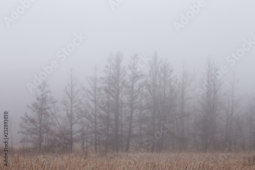 Trees in a foggy landscape