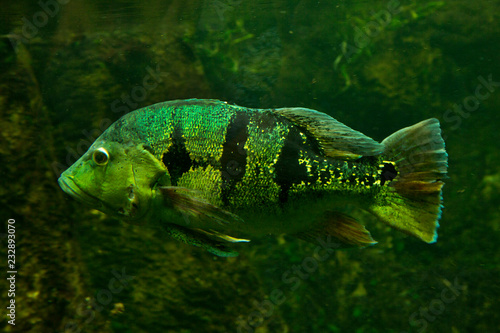 Orinoco peacock bass (Cichla orinocensis).
