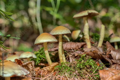 Mushrooms growing on old tree stump in the woods