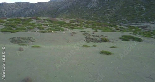 Aerial drone chase footage of running herd of wild bharal or naur Himalayan sheep in natural high altitude mountain habitat in early morning on Annapurna circuit in Nepal. 4k 1.9:1 23.976fps photo