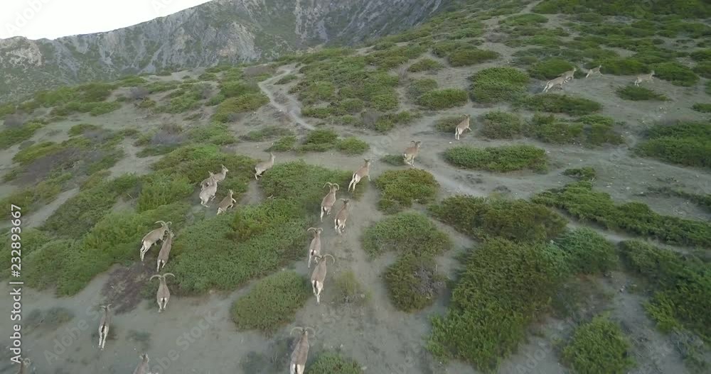 Close aerial drone chase video of running herd of wild bharal or naur Himalayan mountain sheep in natural high altitude habitat at dawn on Annapurna circuit in Nepal. 4k 1.9:1 23.976fps Close aerial drone chase video of running herd of wild bharal or naur Himalayan mountain sheep in natural high altitude habitat at dawn on Annapurna circuit in Nepal. 4k 1.9:1 23.976fps