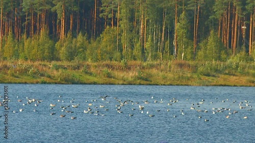 Wallpaper Mural A flock of waterfowl resting on the blue smooth surface of the summer river. Torontodigital.ca