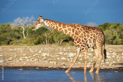 Giraffe drinking in a waterhole