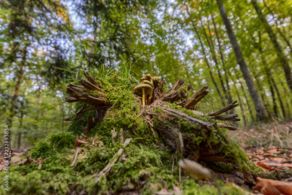 Mushrooms growing on old tree stump in the woods viewed from a low angle Mushrooms growing on old tree stump in the woods viewed from a low angle