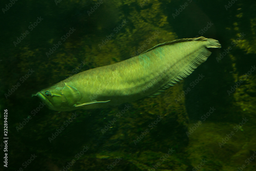 Fototapeta premium Silver arowana (Osteoglossum bicirrhosum).
