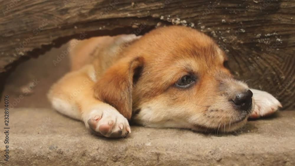Young adorable brown puppy peeping through wood hole. close up Young adorable brown puppy peeping through wood hole. close up