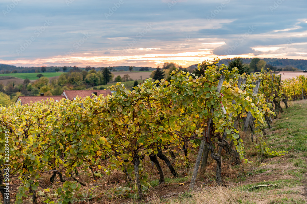 Autumn vineyard with sunset in the background