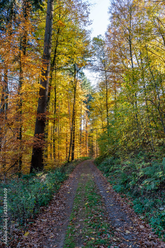 Forest path in autumn