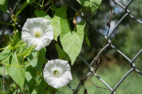 Calystegia sepium