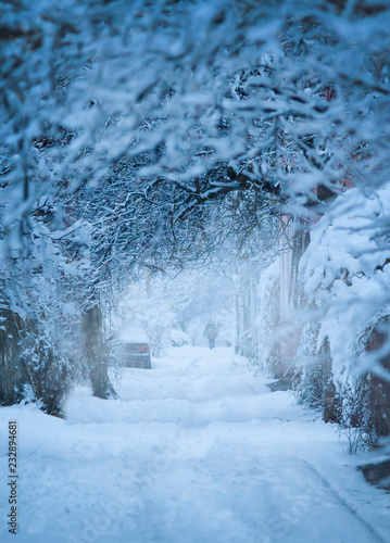 Snowfall. City street with trees covered with snow. Blue winter morning, snow landscape photo