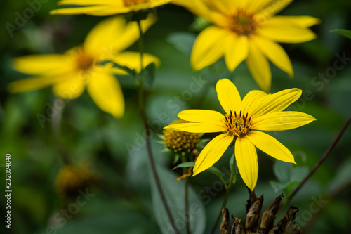 Helianthus