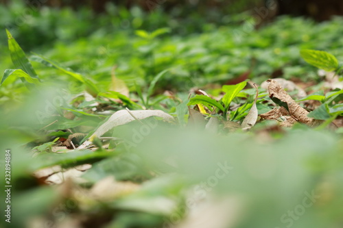 ants on a leaf © Nathan