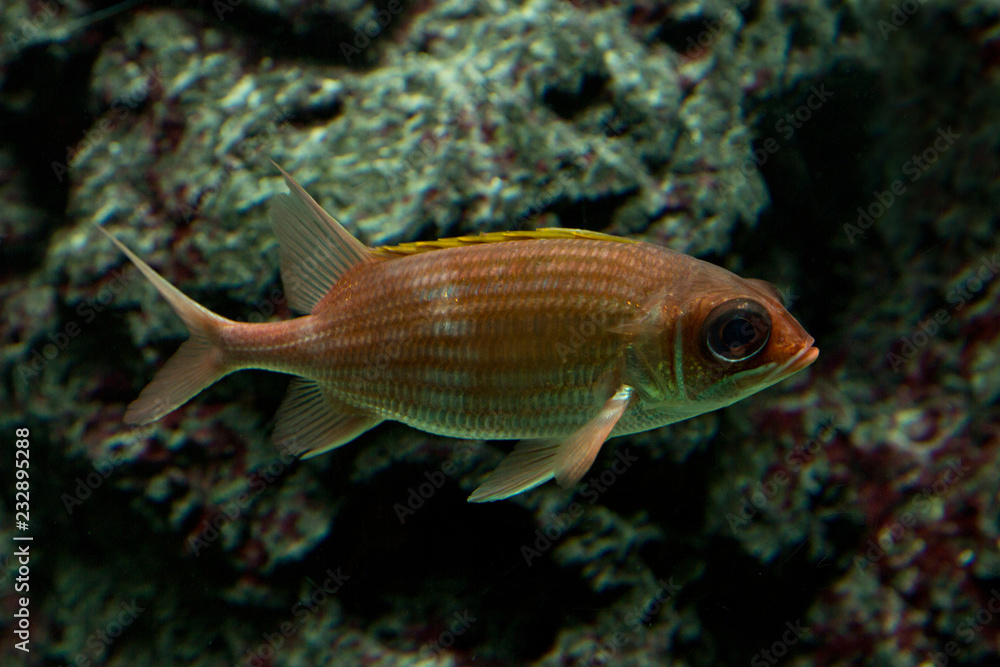 Redcoat squirrelfish (Sargocentron rubrum). Redcoat squirrelfish (Sargocentron rubrum).