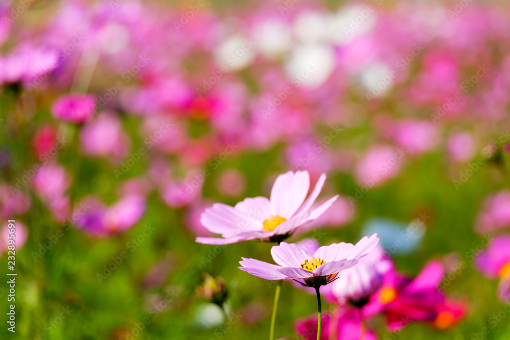 Fototapeta premium 美しいコスモス畑