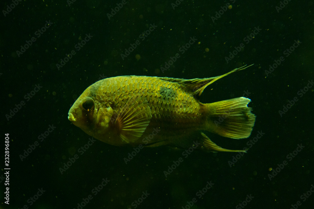 Keyhole cichlid (Cleithracara maronii). Keyhole cichlid (Cleithracara maronii).