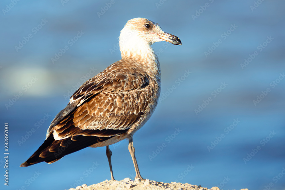 Seagull perched on the coast Seagull perched on the coast