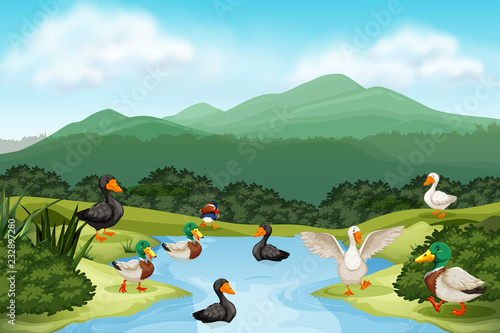 Ducks in pond scene