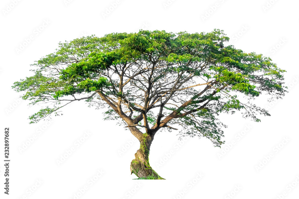 Obraz premium Trees isolated on white background, tropical trees isolated used for design. File contains with clipping path.