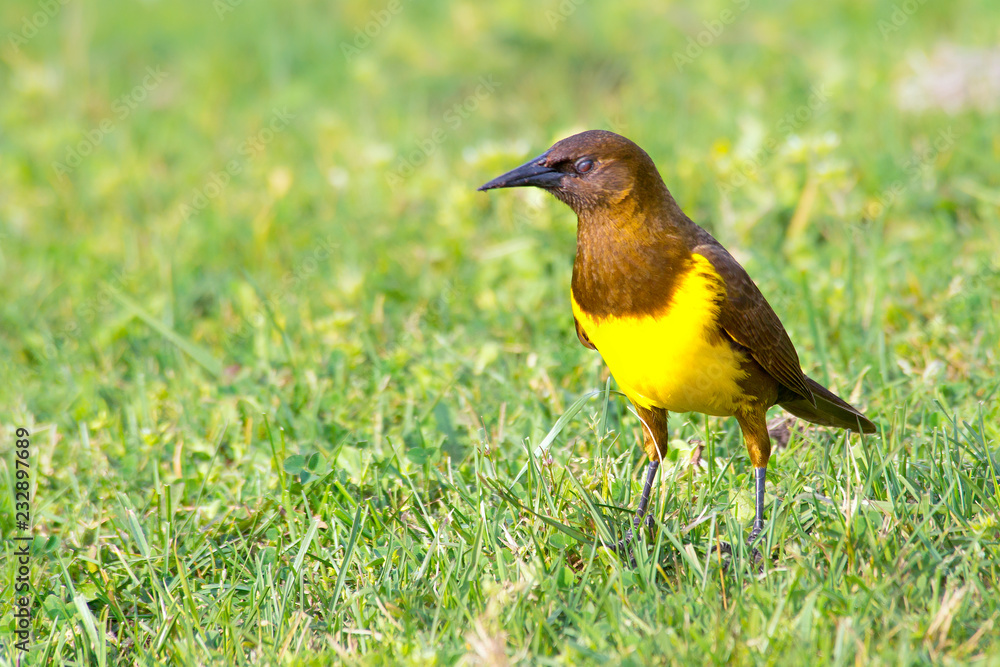 Brown-and-yellow Marshbird perched on the grass Brown-and-yellow Marshbird perched on the grass