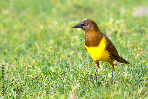 Brown-and-yellow Marshbird perched on the grass  photo