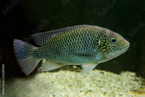Tanganika Tilapia (Oreochromis tanganicae).
