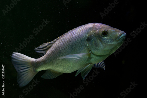 Mozambique tilapia (Oreochromis mossambicus).