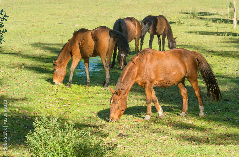 Fototapeta premium Horses grazing on the field 