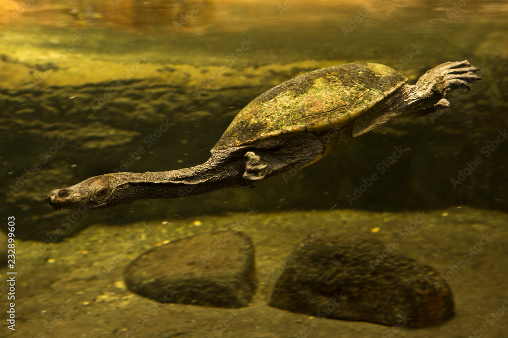 Obraz premium Snake-necked turtle (Chelodina seibenrocki).
